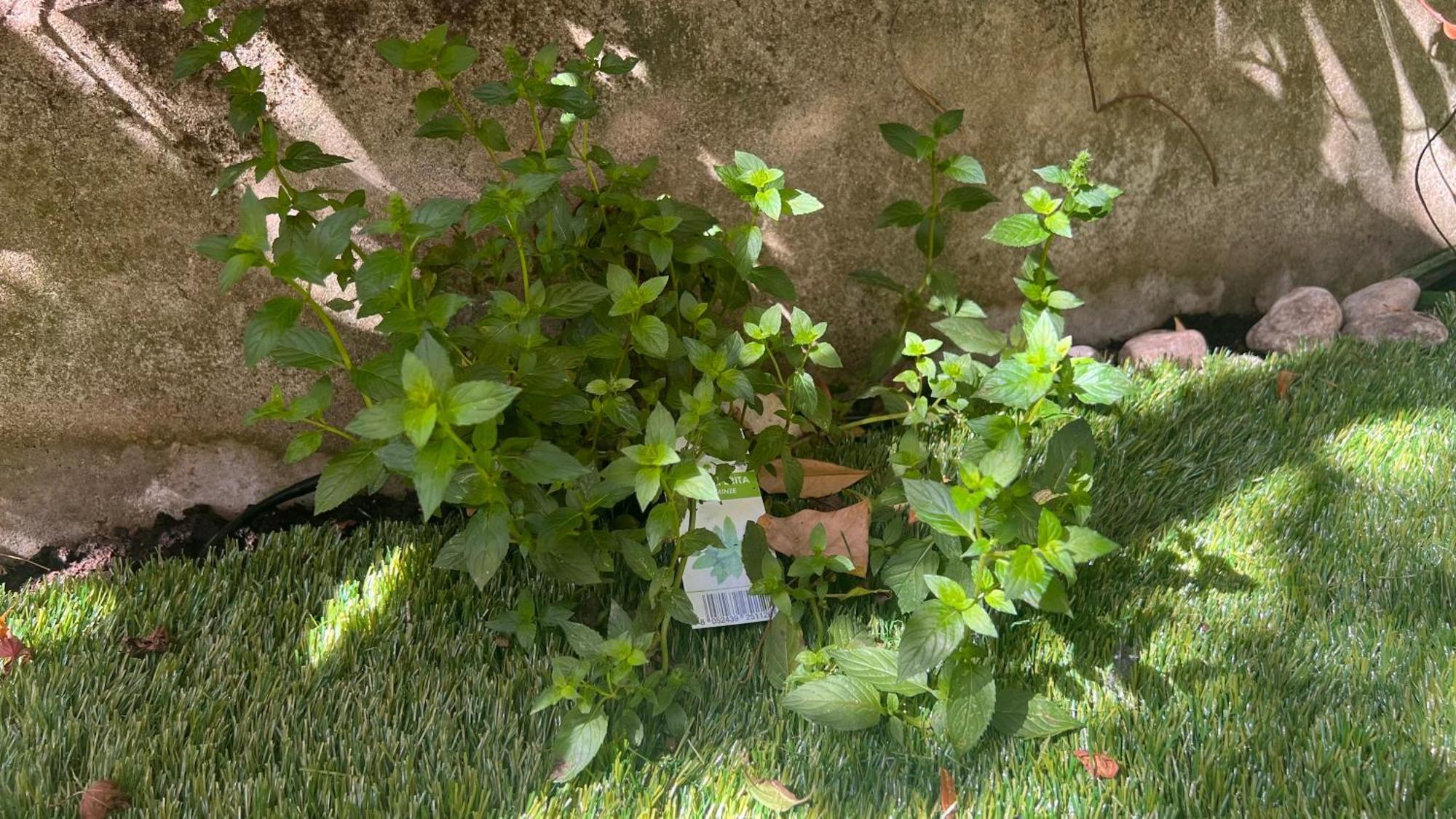 Garden Suite Bozen Exterior foto